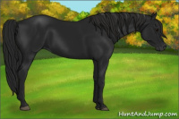 Horse Color:Gray Black 