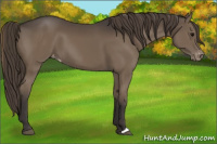 Horse Color:Smoky Black Appaloosa