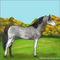 Horse Color:White Spotted Blue Roan Rabicano and White Spotted Grullo Roan Rabicano