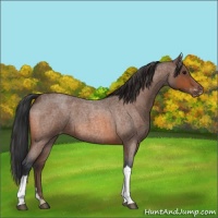 Horse Color:Bay Roan Appaloosa 