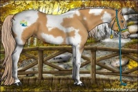 Horse Color:Palomino Tobiano Frame 