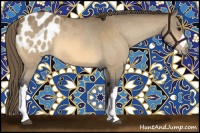Horse Color:Buckskin Appaloosa