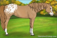 Horse Color:Chestnut Splash Appaloosa