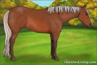 Horse Color:Silver Bay 