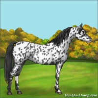 Horse Color:Blue Roan Appaloosa 