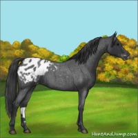 Horse Color:Blue Roan Appaloosa