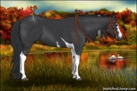 Horse Color:White Spotted Black Tobiano