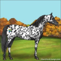 Horse Color:Black Appaloosa 