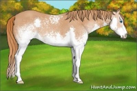 Horse Color:White Spotted Chestnut Splash 