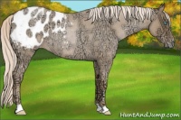 Horse Color:Chocolate Palomino Ice Roan Pearl Appaloosa