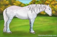 Horse Color:Cremello Ice 