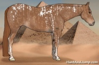 Horse Color:Chestnut Tobiano  and Chestnut 