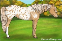Horse Color:Palomino Appaloosa 