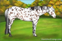Horse Color:Bay Leopard 