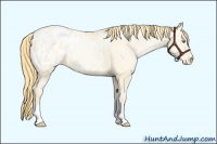 Horse Color:Smoky Grullo Pearl Appaloosa 