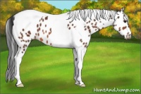 Horse Color:Bay Tobiano Appaloosa 