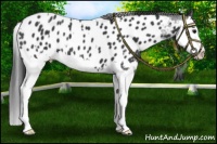 Horse Color:Black Splash Blanket and Black Splash Near Leopard