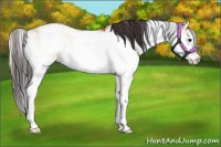 Horse Color:Buckskin Onyx Sabino 