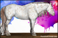 Horse Color:Amber Champagne Dun Near Leopard  and Gray Amber Champagne Dun Near Leopard 