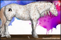 Horse Color:Gold Champagne Leopard  and Gold Champagne Splash Leopard 