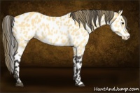 Horse Color:Buckskin Leopard 