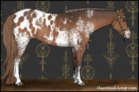 Horse Color:White Spotted Liver Chestnut Blanket Rabicano 