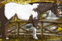 Horse Color:Liver Chestnut Appaloosa