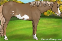 Horse Color:Chocolate Palomino Frame 