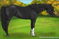 Horse Color:Gray Black 