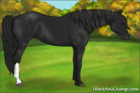 Horse Color:Gray Black 