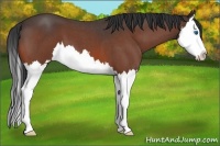 Horse Color:Bay Roan Splash