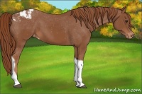 Horse Color:Chestnut Tobiano Appaloosa 