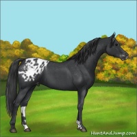 Horse Color:Blue Roan Appaloosa 