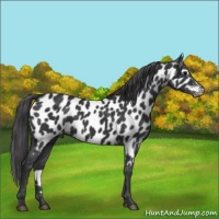 Horse Color:Black Appaloosa