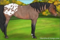 Horse Color:Bay Roan Appaloosa