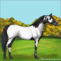 Horse Color:Black Appaloosa 