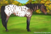 Horse Color:Bay Roan Appaloosa 