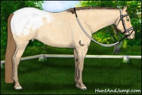 Horse Color:Amber Cream Champagne Roan Snowcap 