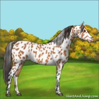 Horse Color:Bay Appaloosa
