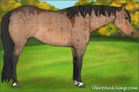Horse Color:Brown Dun