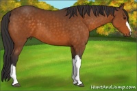 Horse Color:Buckskin 