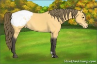 Horse Color:Buckskin Appaloosa
