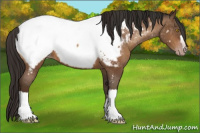 Horse Color:Gray Amber Champagne Appaloosa