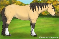 Horse Color:Buckskin 