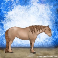Horse Color:Liver Chestnut Pearl 