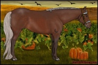 Horse Color:Silver Bay 