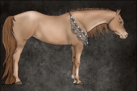 Horse Color:Liver Chestnut Pearl