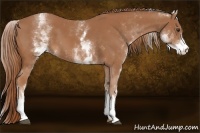 Horse Color:White Spotted Chestnut 
