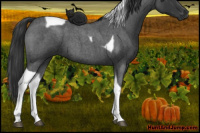 Horse Color:Blue Roan Tobiano 