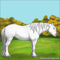 Horse Color:White Spotted Liver Chestnut Appaloosa 